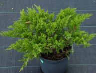 Можжевельник