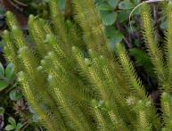 Lycopsida (плауновидные)