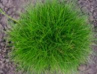 Райграс в саду