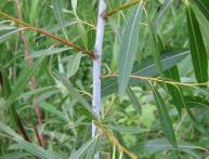 Ветка ивы остролистной