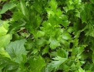 Сельдерей, листья