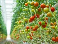 Томаты в теплице