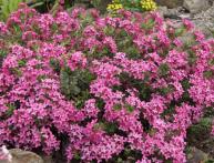 Розовый кустарник в сад