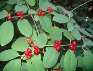 Жимолость в лесу