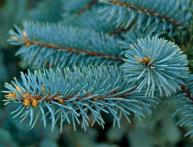 Голубая ель