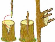 Прививка на схеме