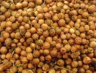 Coriander
