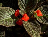 Episcia
