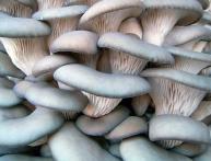 Грибы вешанки