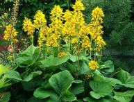 Ligularia