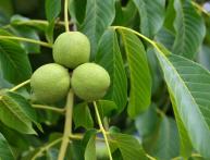 Грецкий орех