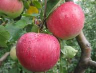 Дерево яблоня