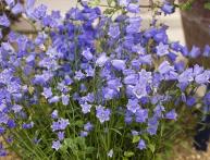 Campanula