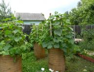 Вертикальные грядки под огурцы