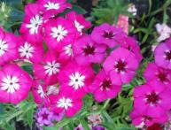 Флоксы однолетние