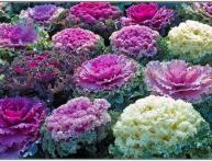 Декоративная капуста