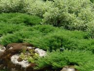 Вечнозеленые растения