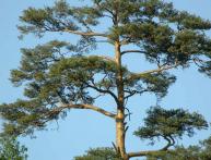 Pine-tree
