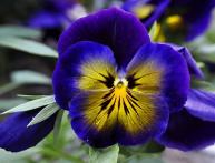 Анютины глазки, макро