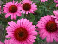 Echinacea