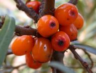 Sea ​​buckthorn