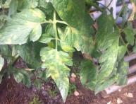 Томат пораженный