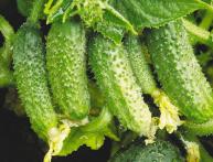 Cucumber