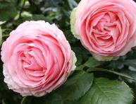 Пьер де Ронсар