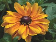 Rudbeckia