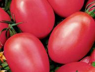 Помидор сорта Новичок