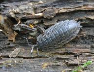 Woodlice