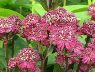 Astrantia