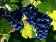 Виноград