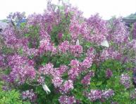 Сирень Мейера