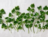 Пряные травы