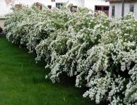 Спирея в саду