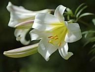 Lilium