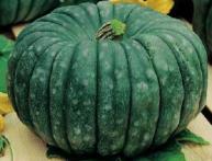 Тыква мраморная