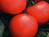 Tomat