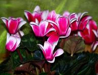 Выращивание цикламена