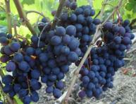 Виноград