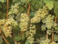 Виноград