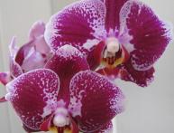 Орхидея 