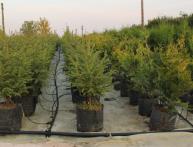 Капельный полив