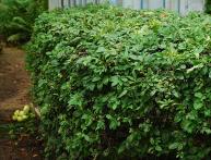 Кустарник на даче