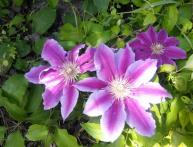 Clematis