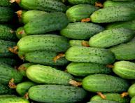 Сорта огурцов