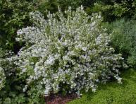 Deutzia
