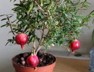 Гранатовое дерево