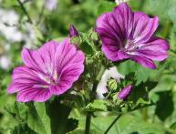 Мальва лесная